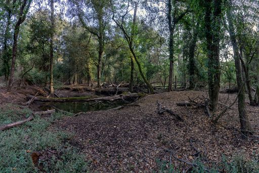 A scenic landscape of a forest with fallen logs in the big puddle in the park of San. Rossore, Italy