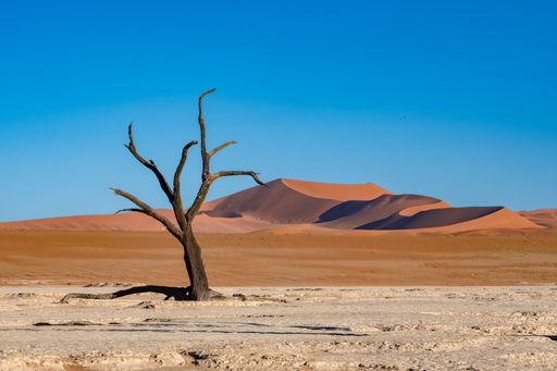 Namibia, the Namib desert, dead acacia in the Dead Valley, the red dunes in background