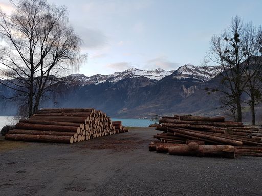 The beautiful snow-capped mountains with long wooden logs on the foreground