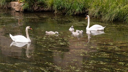 A high angle shot of beautiful white swans swimming in the lake