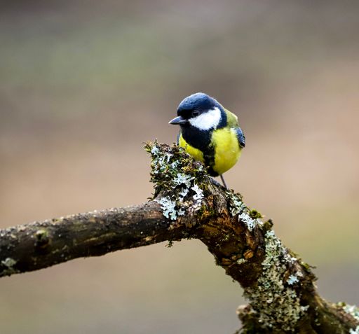 closeup photo of great Tit sitting on a branch