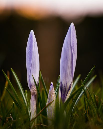 A macro shot of two violet Crocus blooming in the ground with a blurred background