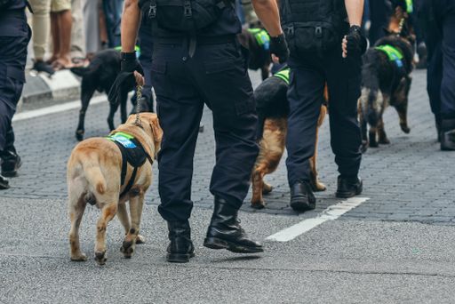 The special trained dogs with police officers on the street performing security tasks