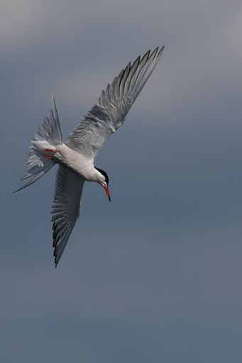 A shot of the Common tern bird in a flight with blurred background