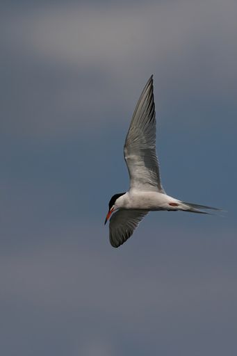 A shot of the Common tern bird in a flight with blurred background