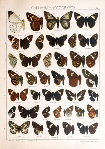 Different types of butterflies on a white background