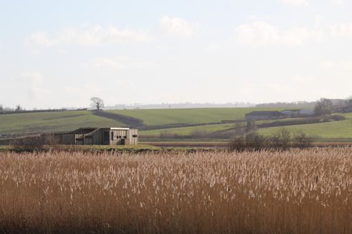 A beautiful shot of reed grass growing in the field in front of a rural house against green meadow and blue sky on a sunny day