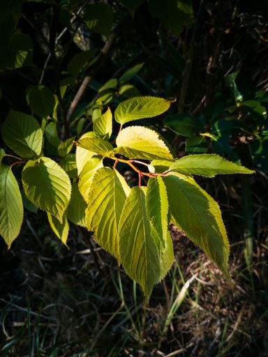 View of Prunus serrulata Japanese cherry leaves