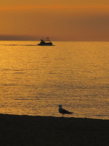 A vertical shot of a gull silhouette on the coast of the sea