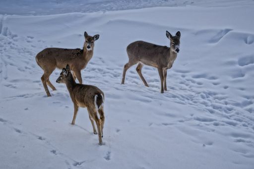 A closeup shot of three whitetail deers in the snow on the top of Snowshoe Mountain, West Virginia