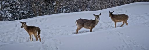 A closeup shot of three whitetail deers in the snow on the top of Snowshoe Mountain, West Virginia