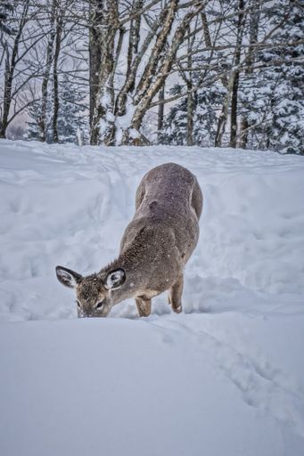 A closeup shot of a whitetail deer in the snow on the top of Snowshoe Mountain, West Virginia