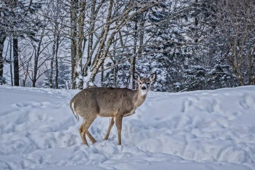 A closeup shot of a whitetail deer in the snow on the top of Snowshoe Mountain, West Virginia