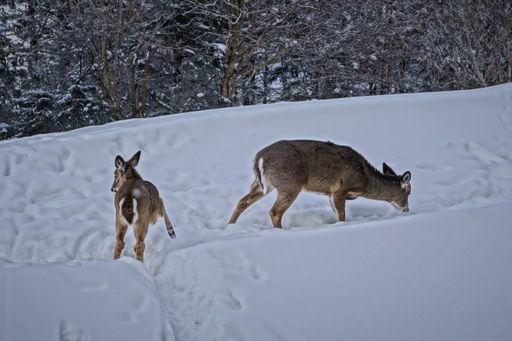 A closeup shot of two whitetail deers in the snow on the top of Snowshoe Mountain, West Virginia