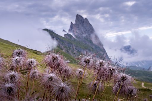 A selective focus shot of wild mountain flowers on a cloudy day