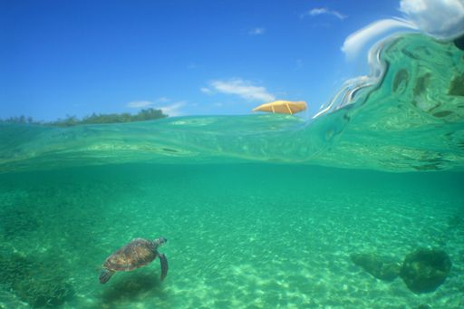 An underwater view of a turtle swimming near the shore