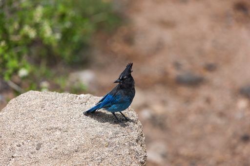 Steller's Jay is a jay native to western North America, closely related to the blue jay found throughout the rest of the continent