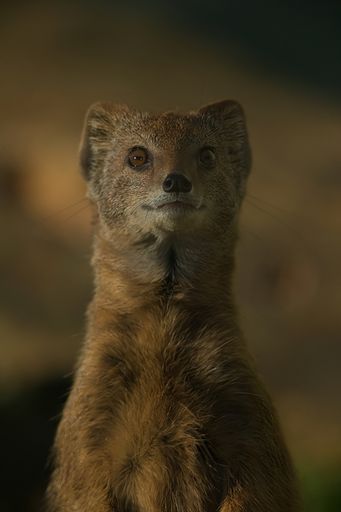 A vertical shot of a cute Mongoose