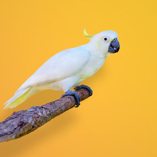 A closeup shot of a Sulphur-crested cockatoo perched on the branch on a yellow background
