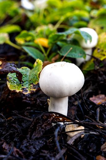 A vertical shot of a mushroom grown on the muddy ground surrounded by small plants and leaves