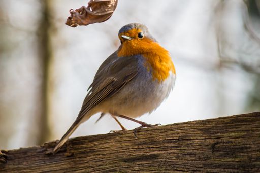 A natural view of an European robin perched on a tree branch