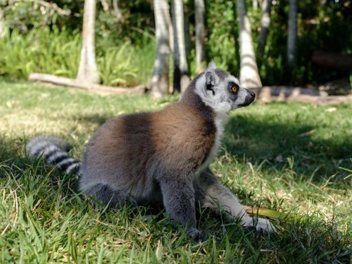 A closeup of a lemur sitting on the ground covered in greenery under the sunlight at daytime