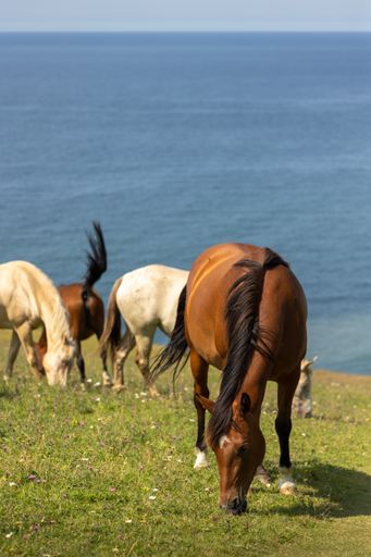A vertical shot of horses grazing in a green field with beautiful blue sea in the background