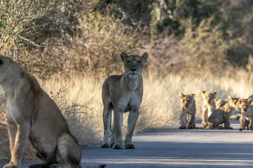 A female lion staring at the camera