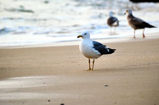 A beautiful seagull perched on a sandy beach during the daytime