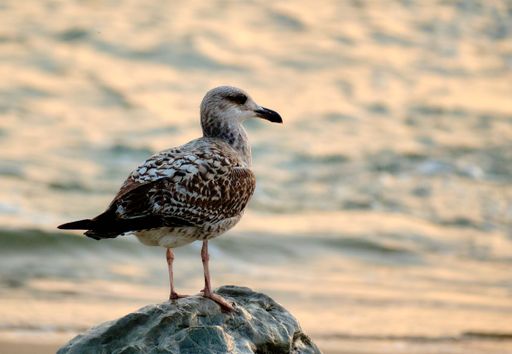 A closeup of a beautiful seagull perched on the rock during the sunset