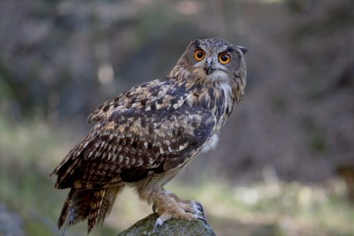 A selective focus shot of an owl perched on a rock