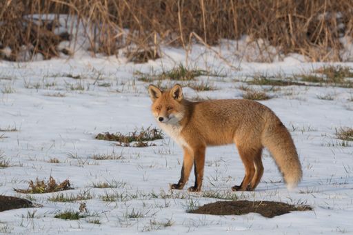 A selective focus shot of a red fox in a snowy field