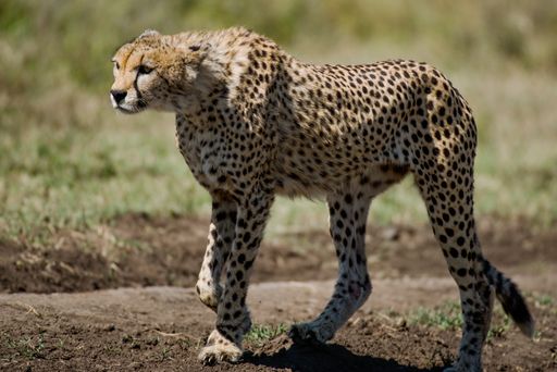 A selective focus shot of a cheetah walking outdoors