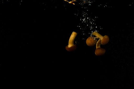 mushrooms in the water splashing, splash, black background and copy space