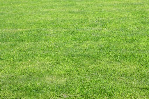 Background image of green grass field