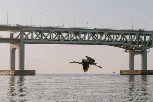 A shallow focus shot of a Gray heron flying above the water with a steel bridge in the background