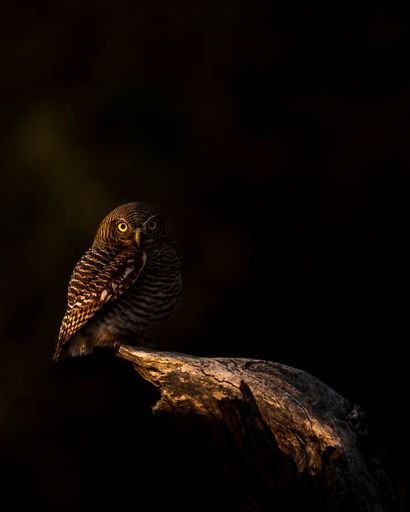 A Jungle Owlet photographed in beautiful light at Pench Tiger Reserve, India