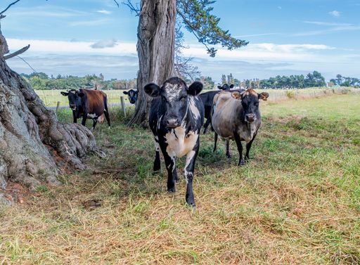A beautiful shot of cows walking in a fresh green pasture with trees in New Zealand