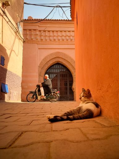 A relaxed cat and a motorbike in the streets of Marrakech