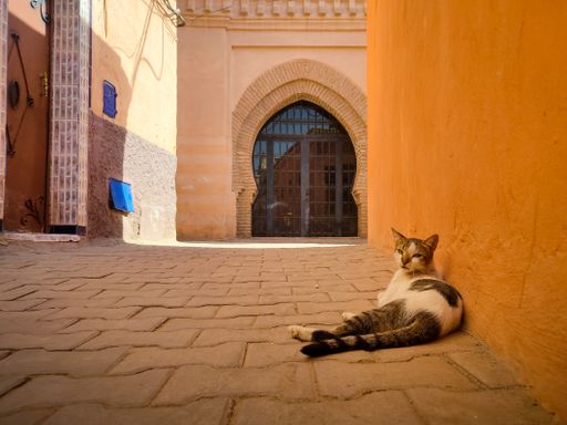 A cut cat lying in a street in Marocco