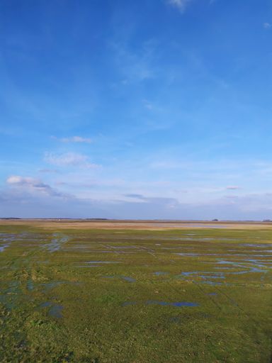 A vertical shot of a green bog under the beautiful blue sky -perfect for wallpaper