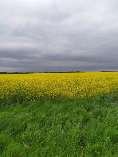A vertical shot of a field filled with grass and yellow flowers under a cloudy sky -perfect for wallpaper