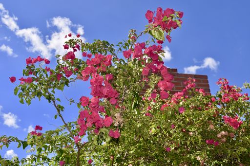 A low angle shot of red bougainvillea flowers and leaves beside a brick chimney against a blue sky with few white clouds