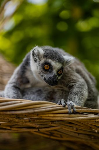 A lemur mischievously looking below