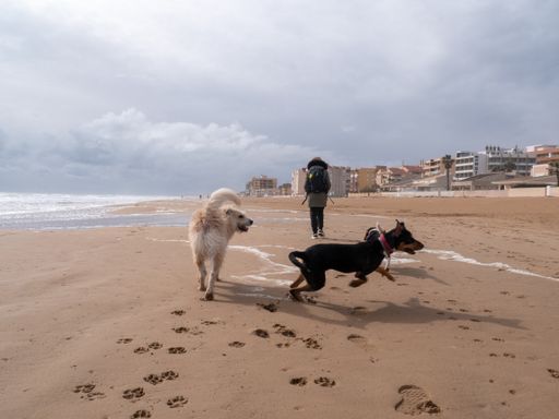 A pair of adorable dogs playing on a seashore