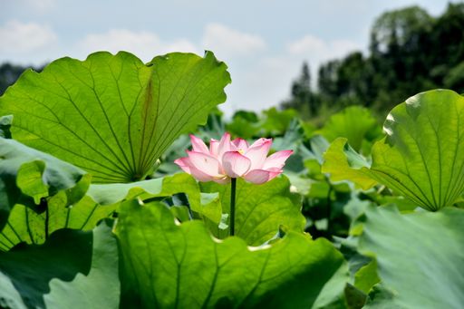A selective focus shot of pink lotus flower surrounded by green leaves