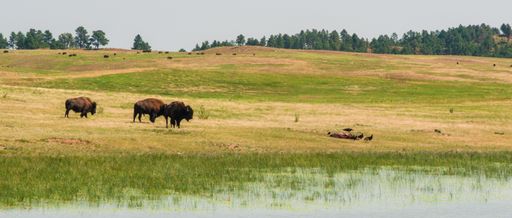 A panoramic shot of a herd of bison grazing in the field near the pond