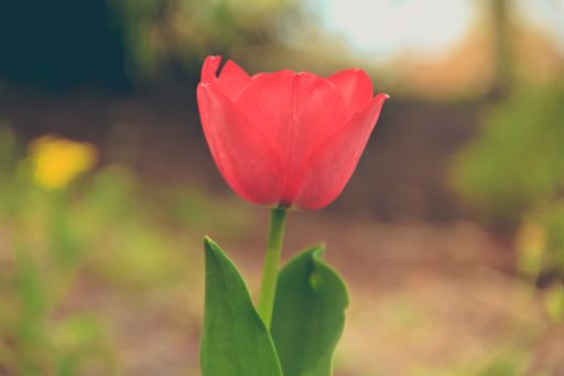 A selective focus shot of a bright red tulip - perfect for background