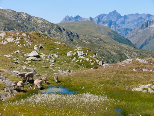 A herd of sheep walking on a rocky valley in Col de Bellard, Haute Savoie, France
