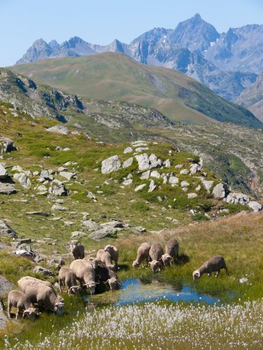A vertical shot of a herd of sheep grazing on a rocky valley in Col de Bellard, Haute Savoie, France